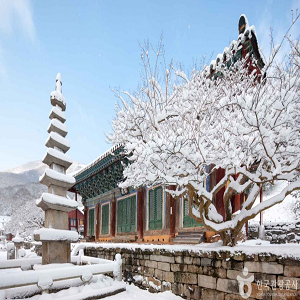 [111-1번][리무진버스]