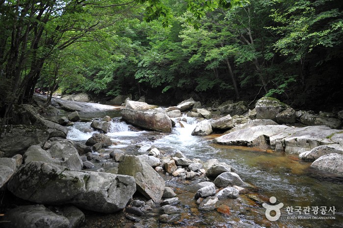 [0-2번][리무진버스][여름계곡특가]무주 구천동 계곡 또는 어사길 트래킹+머루와인동굴