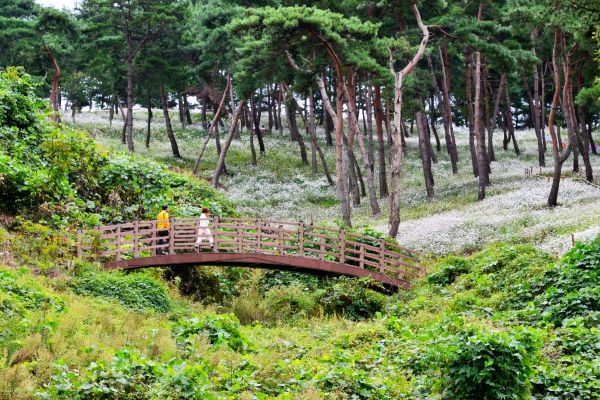 /upload/dongbaektour/image/tourinfo/KR/AC4/dongbaektour_ti0120_30011761.jpg
