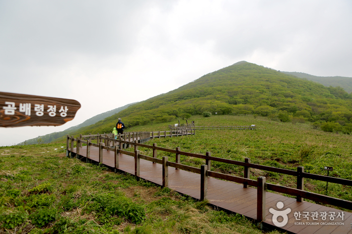 /upload/image/tourinfo/KR/AF1/dongbaektour_ti0120_30004599.jpg